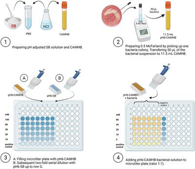 In vitro evaluation of sodium butyrate on the growth of three Salmonella serovars derived from pigs at a mild acidic pH value